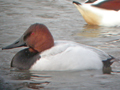 Canvasback